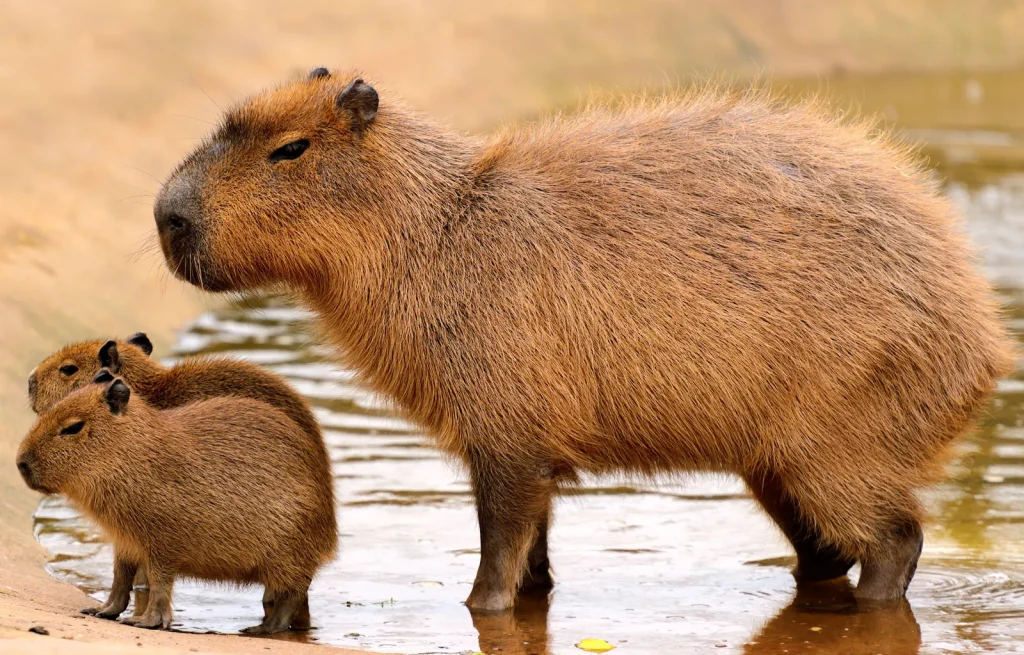 Tìm hiểu về capybara