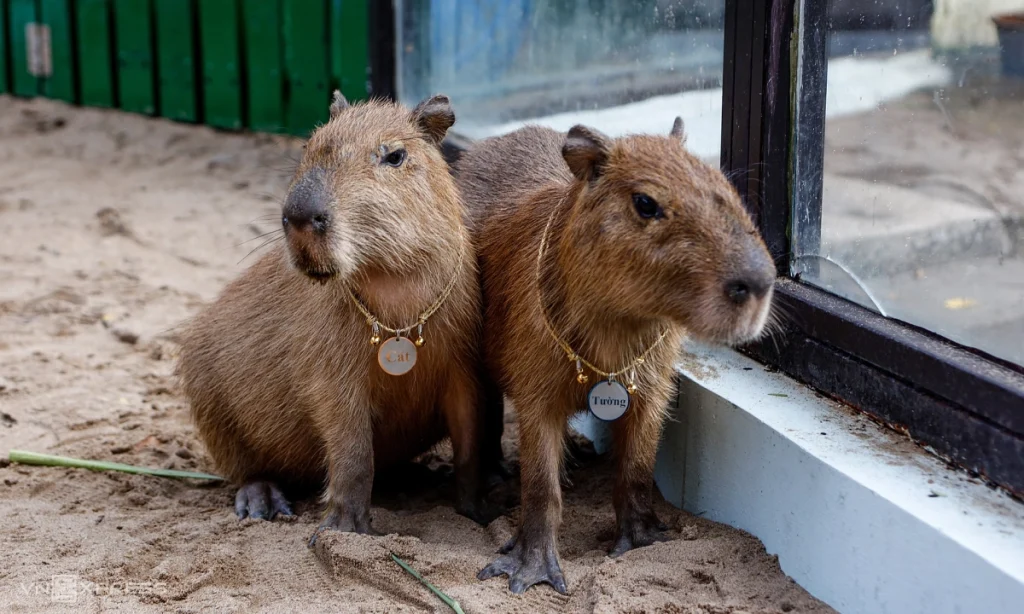 Thế giới capybara