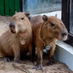 Thế giới capybara