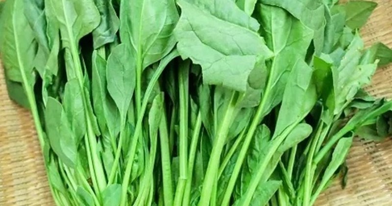 Cải bó xôi - Nguồn gốc và sự phổ biến