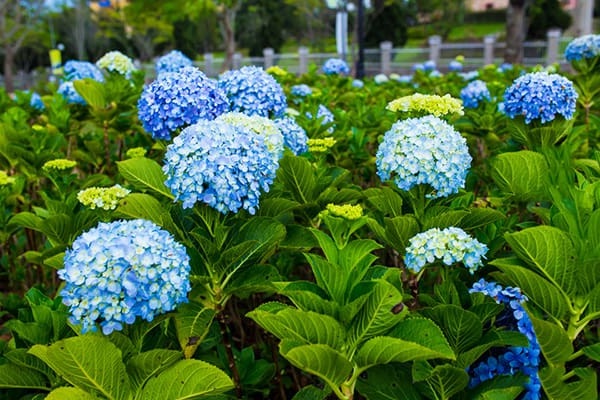 Hoa cẩm tú cầu - Các giống hoa phổ biến