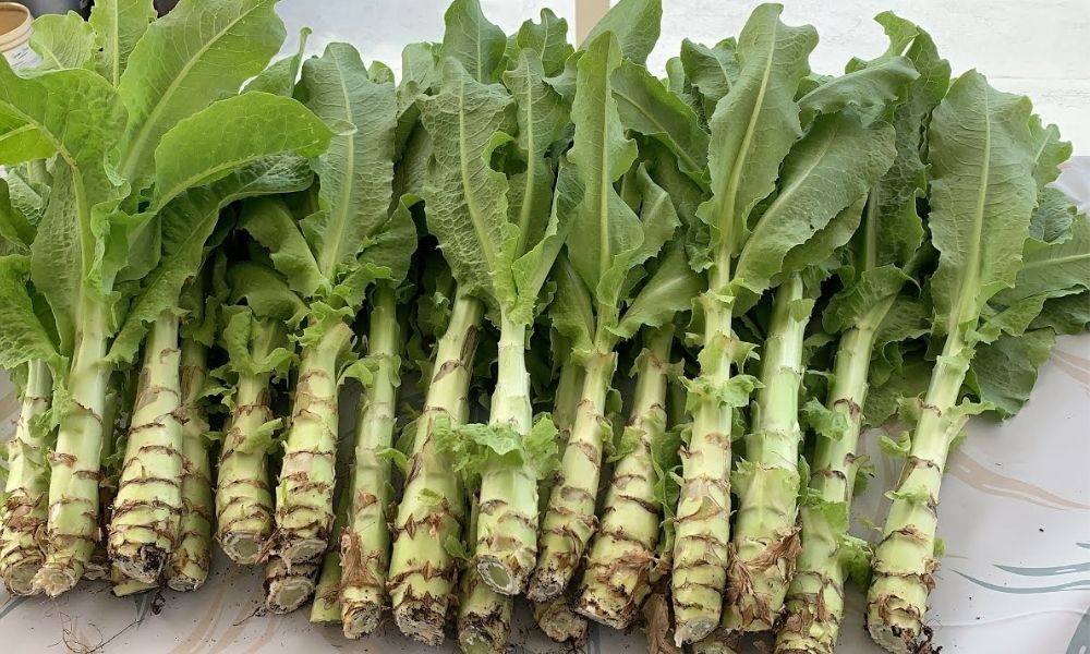 Rau tiến vua - Thành phần chính