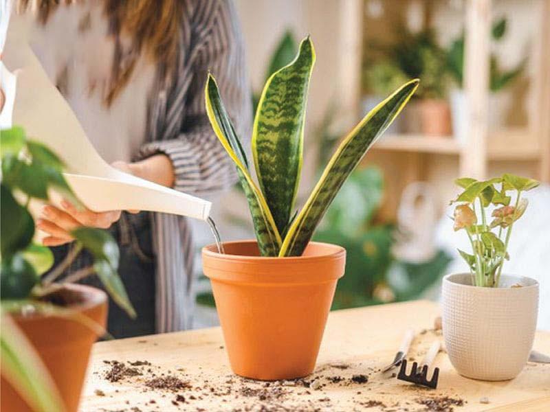 Cây lưỡi hổ - Mức độ an toàn