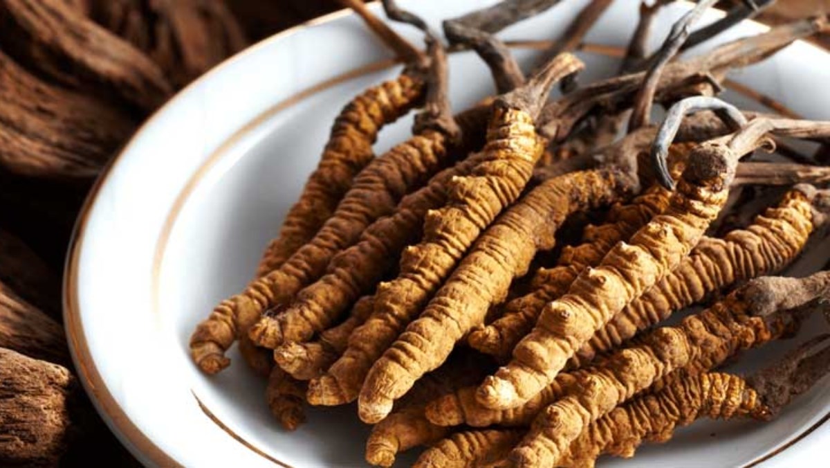đông trùng hạ thảo - Tác dụng đối với sức khỏe