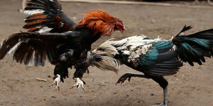 Loại kèo thường gặp và cách đọc tỷ lệ