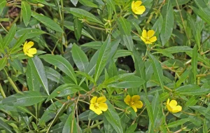 Cây Rau Mương