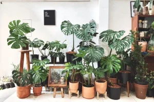 Cây Trầu Bà