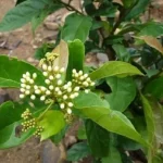Cây Xạ Đen