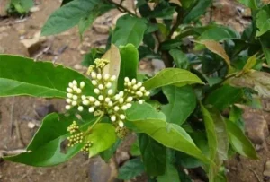 Cây Xạ Đen