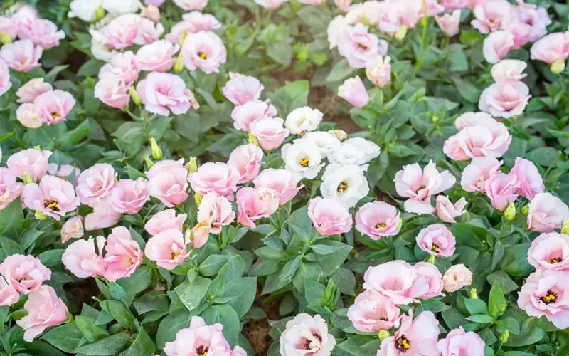 Chăm sóc một chậu hoa cát tường