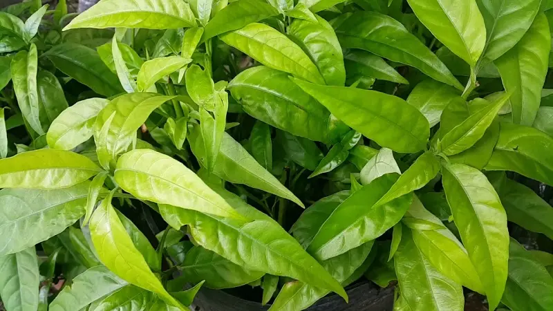 Các công dụng của cây xương khỉ đối với sức khỏe con người