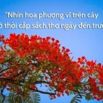 Hoa Phượng