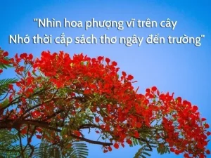 Hoa Phượng