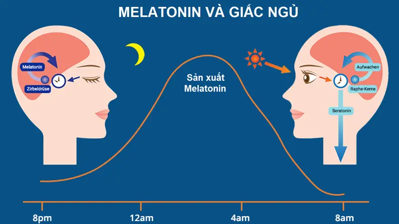 Hình ảnh minh họa hormone melatonin và giấc ngủ