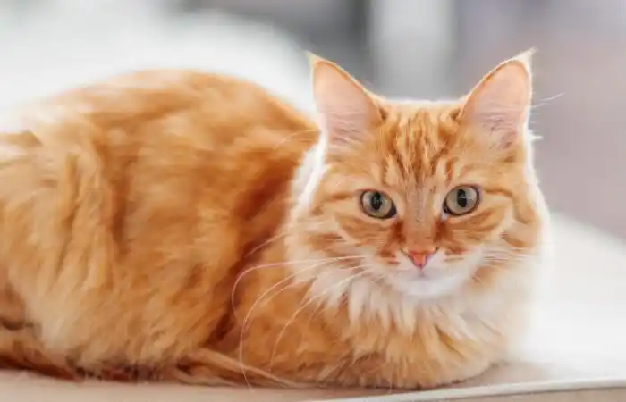 Điềm báo tài lộc: Khi Cats xuất hiện trong giấc mơ