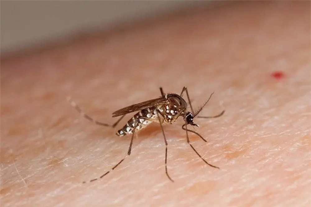 Hình ảnh muỗi vằn Aedes aegypti, vật trung gian truyền bệnh sốt xuất huyết