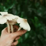 Nấm Mối Là Gì