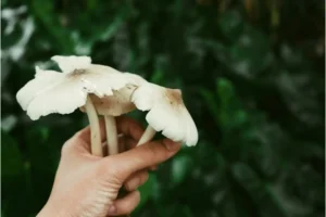 Nấm Mối Là Gì