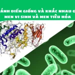 Men Tiêu Hóa Là Gì