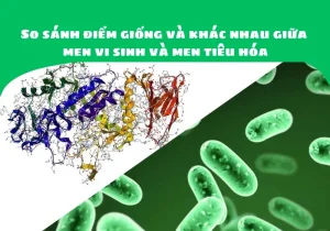 Men Tiêu Hóa Là Gì