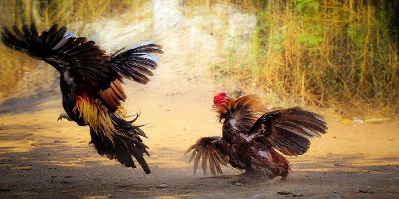 Tổng quan về game đá gà AE888 và đặc điểm nổi bật