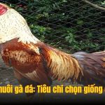 Cách nuôi gà đá: Tiêu chí chọn giống chuẩn từ kê sư lâu năm