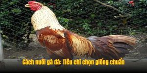 Cách nuôi gà đá: Tiêu chí chọn giống chuẩn từ kê sư lâu năm