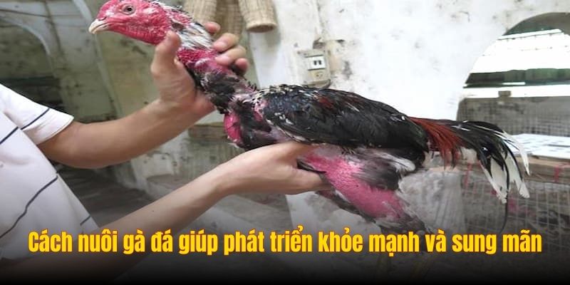 Chia sẻ cách nuôi gà đá giúp phát triển khỏe mạnh và sung mãn