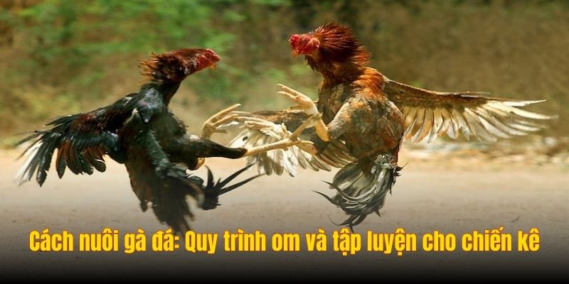 Cách nuôi gà đá: Quy trình om và tập luyện cho chiến kê