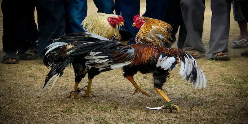 Tìm hiểu chi tiết về đá gà cựa dao