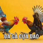 Đặc điểm nổi bật của đá gà cựa dao