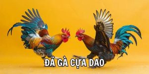 Đặc điểm nổi bật của đá gà cựa dao