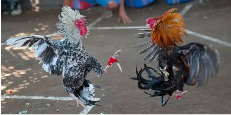 Kinh nghiệm của đá gà cựa dao trực tuyến
