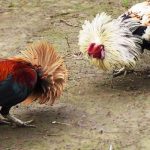 Các quy tắc cơ bản của Đá gà tre VMAX