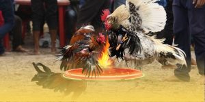 Nhà Cái Đá Gà Uy Tín DOLA789 - Lựa Chọn An Toàn Cho Kê Thủ