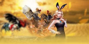 Trải nghiệm đá gà 5569 trực tuyến với sức hút khó cưỡng