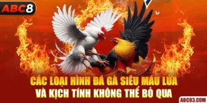 Các loại hình đá gà siêu máu lửa và kịch tính không thể bỏ qua