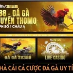 Tổng quan về cá cược đá gà trực tiếp