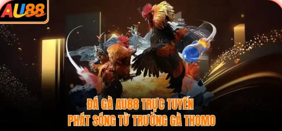 AU88 biến trường gà truyền thống thành trải nghiệm số