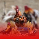 Trải nghiệm đá gà Mỹ Philippines MCW – Tốc độ và chiến lược