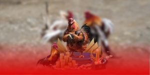 Trải nghiệm đá gà Mỹ Philippines MCW – Tốc độ và chiến lược