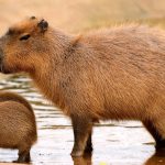 Khám Phá Capybara – Loài Gặm Nhấm Hiền Hòa, Thú Cưng và Biểu Tượng Giải Trí