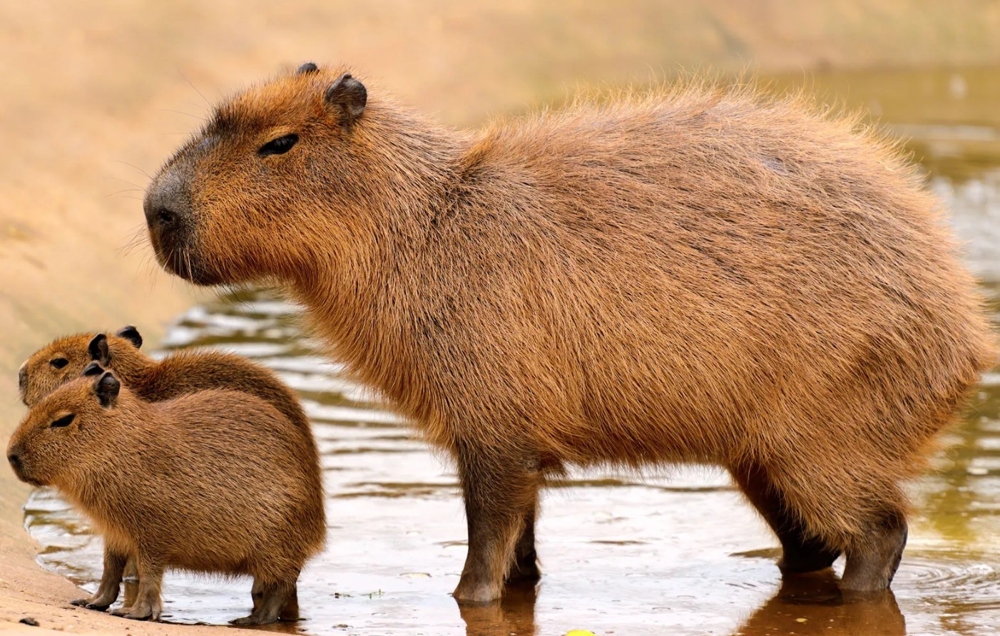 Capybara là loài gặm nhấm lớn nhất thế giới, có nguồn gốc từ các khu vực Nam Mỹ