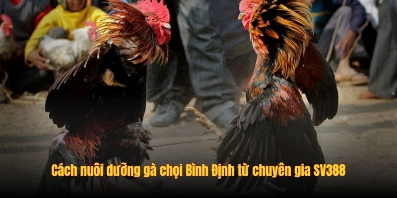 Cách nuôi dưỡng gà chọi Bình Định từ chuyên gia SV388