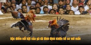 Đặc điểm nổi bật của gà đá Bình Định khiến kê sư mê mẩn