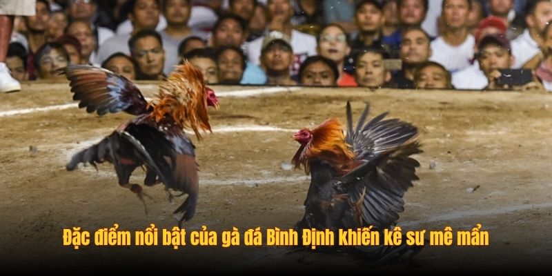 Đặc điểm nổi bật của gà đá Bình Định khiến kê sư mê mẩn
