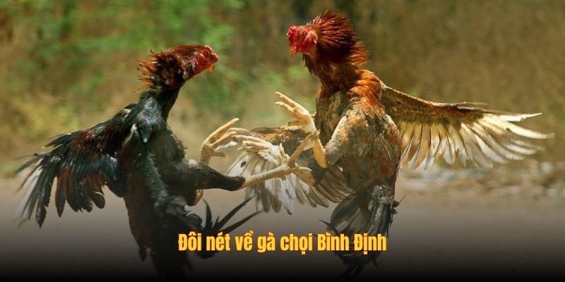 Đôi nét về gà chọi Bình Định