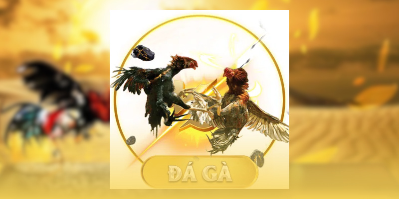 Tổng quan về sảnh đá gà ALO789