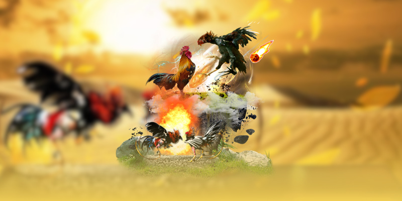 Chọi kê truyền thống – tinh hoa lâu đời