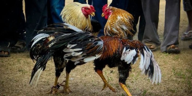 Khám phá chi tiết về cách nuôi gà tre đá hiệu quả